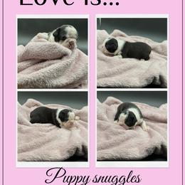 Magnolia - Seal and white female Boston Terrier puppy in Jacksonville, Florida from Trail’s End Boston Terriers