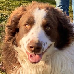 Deke - Australian Shepherd