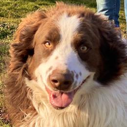 Deke - Australian Shepherd