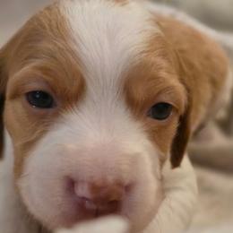 Rosie - Orange and white female Brittany puppy in Alma, Georgia from Edenbright Brittanys