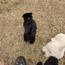 Scottish Terrier Puppies from Carsten's Scottish Terriers