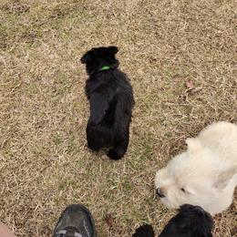 Scottish Terrier Puppies from Carsten's Scottish Terriers
