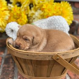 Green Collar Female - Yellow female Labrador Retriever puppy in Hurtsboro, Alabama from PARK’s Family Farm