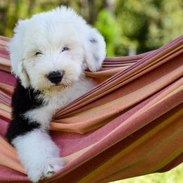 Old English Sheepdog Puppies from Royal Crown Kennel