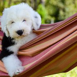 Old English Sheepdog Puppies from Royal Crown Kennel