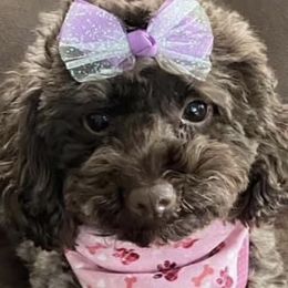Teagan - Poodle