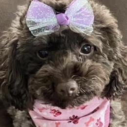 Teagan - Poodle