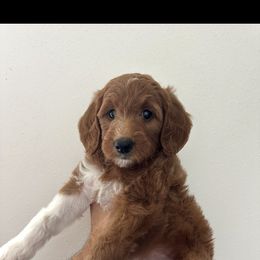 Goldendoodle Puppies from Ankeny Doodles