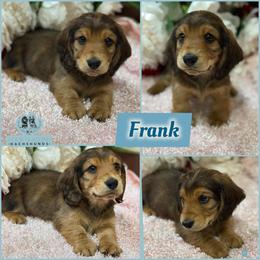 Frank - Red male Dachshund puppy in Meadville, Pennsylvania from Four Seasons Dachshunds