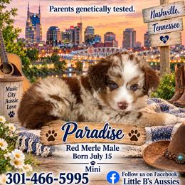 Paradise - Red merle male Miniature Australian Shepherd puppy in Nashville, Tennessee from Little B’s Aussies