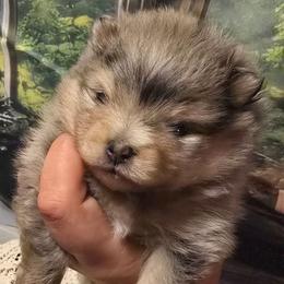 Girl - Blue merle female Pomeranian puppy in Bloomingdale, New Jersey from Bella Luna Pomeranians