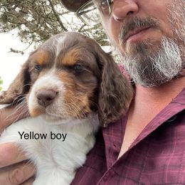 Boy 1 - Brittany puppy in Neenah, Wisconsin from American Stashe Birddogs