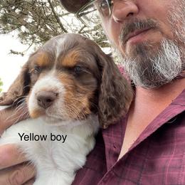 Boy 1 - Brittany puppy in Neenah, Wisconsin from American Stashe Birddogs