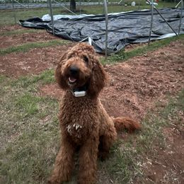 Barley - Goldendoodle
