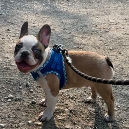 Frankie - French Bulldog