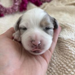 Romeo - Blue merle male Miniature American Shepherd puppy in Henrietta, New York from Morning Glory Minis
