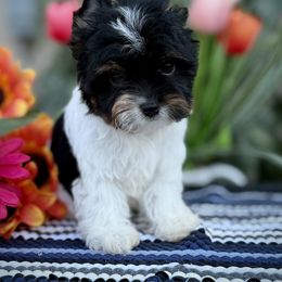 Girl 3 - Black tan and white female Biewer Terrier puppy in Lathrop, California from Forever Charmed
