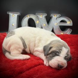 Jimmy - Blue brindle male Great Dane puppy in Grand Junction, Colorado from Top Brackett Danes