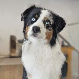 Miniature American Shepherd and Miniature Australian Shepherd All Grown Up from ShawnMarie Davis