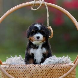 Banas Foster - Tri-color female Bernedoodle puppy in Denham Springs, Louisiana from GimiPup Doodles