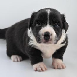 Baloo - Black and white male American Corgi puppy in Bland, Missouri from Shadey Lane Corgis
