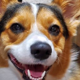 Mollie - Pembroke Welsh Corgi