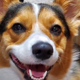 Mollie - Pembroke Welsh Corgi