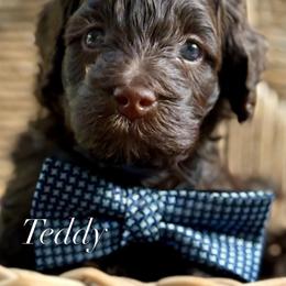 Red Collar - Chocolate male Goldendoodle puppy in Murfreesboro, Tennessee from Cherry Lane Farm Doodles