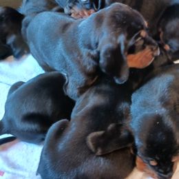 Black and Tan Coonhound Puppies from Bridget Taylor- MiOwn Hounds