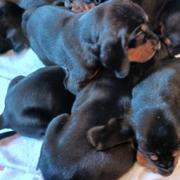 Black and Tan Coonhound Puppies from Bridget Taylor- MiOwn Hounds
