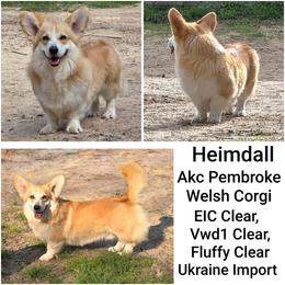 Hemi - Pembroke Welsh Corgi