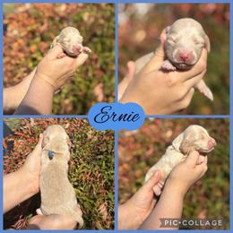 Ernie - Cream male Dachshund puppy in Wichita Falls, Texas from Long Dogs in The Falls