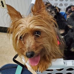 Skittles - Morkie