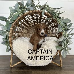 Goldendoodle Puppies from Life_on. Paws