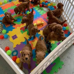 Goldendoodle Puppies from Poppy's Puppies