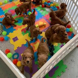 Goldendoodle Puppies from Poppy's Puppies