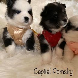 Pomsky Puppies from Capital Pomsky