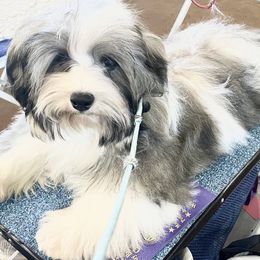 Walker - Havanese