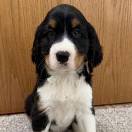 Shadow - Black white and tan male English Springer Spaniel puppy in Casnovia, Michigan from DESK Springer Spaniels
