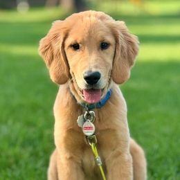 Golden Retriever puppies from New Beginnings Acres