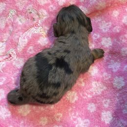 Dom DeLuise - Dapple male Dachshund puppy in Florence County, South Carolina from Modern Family Standards