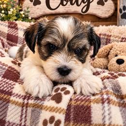 Puppy 2 - Black and tan male Companion Cross puppy in Carriere, Mississippi from Sassy Schnauzers