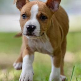 Magneto - Red male American Staffordshire Terrier puppy in St. Augustine, Florida from LBK & Ancient City