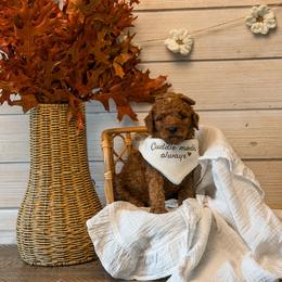 Pink collar girl curly - Red  female Goldendoodle puppy in Spokane, Washington from Dream Doodles in Spokane WA