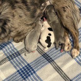 Winston - Black and white male Chihuahua puppy in Beaumont, Texas from Anastasia’s Tiny Pupps
