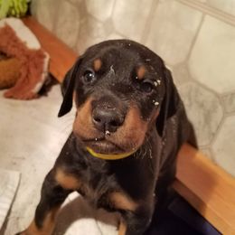 Doberman Pinscher Puppies from Kettle Cove Dobermans