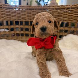 Vacay red collar - Cream male Goldendoodle puppy in Shingle Springs, California from Creamy Retrievers