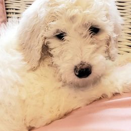 Australian Labradoodle and Poodle Puppies from Oodles of Doodles and some Poodles