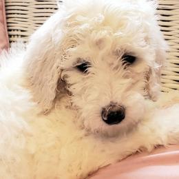 Australian Labradoodle and Poodle Puppies from Oodles of Doodles and some Poodles