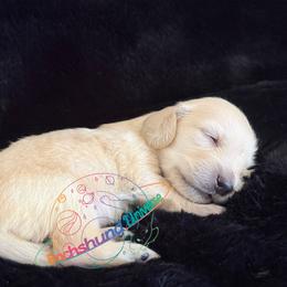 Titan - Cream male Dachshund puppy in Peyton, Colorado from Dachshund Universe